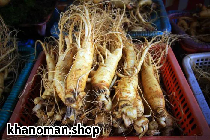 جنسینگ چاقی نی نی سایت, جنسینگ چسیت, جنسینگ چه خواصی دارد, جینسینگ چاقی صورت, جینسینگ چیست, چای جنسینگ و عسل نیوشا, چگونه جینسینگ مصرف کنیم